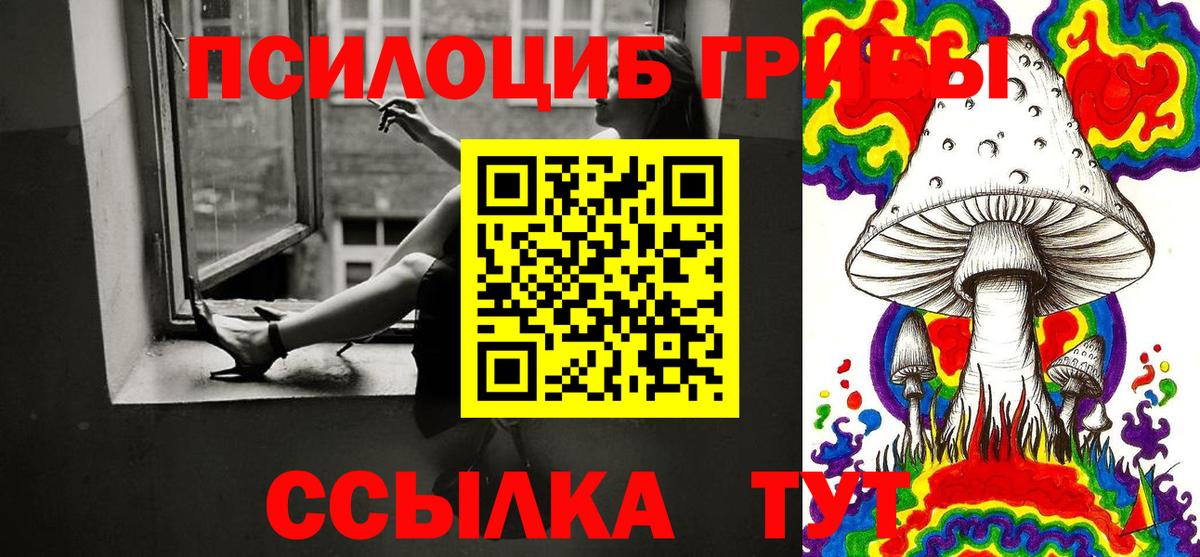 Курчатов  Псилоцибиновые грибы Psilocybine cubensis  Вход с VPN 